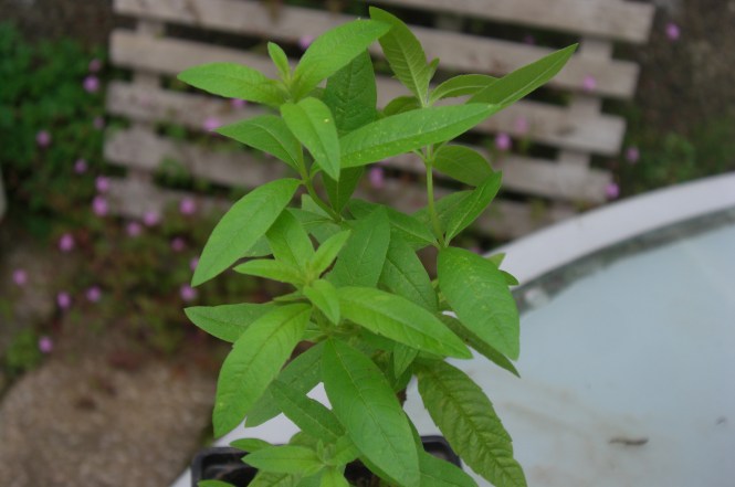 notice the trifolate pattern