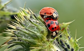 even more lady bugs!