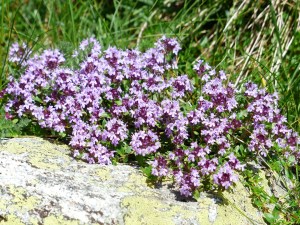 thyme-177261_1920