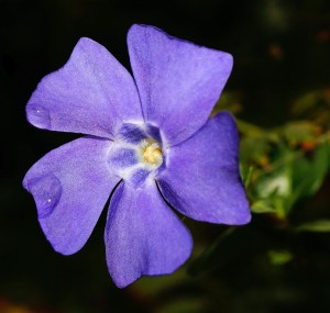 periwinkle-542942