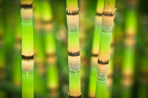 bamboo-1453274_1920