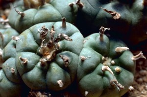 peyote_cactus