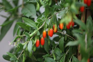 pl2000012759_card_lg